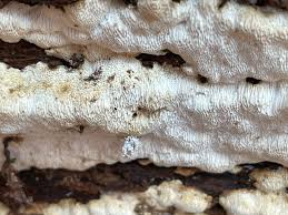 Attēlu rezultāti vaicājumam “Antrodia macra”