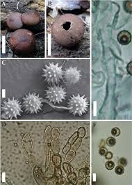 Attēlu rezultāti vaicājumam “Reticularia lycoperdon spores”