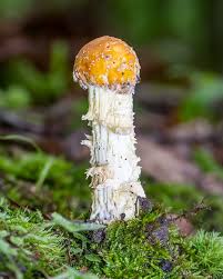 Attēlu rezultāti vaicājumam “Hypomyces armeniacus”