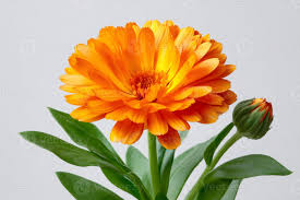 Attēlu rezultāti vaicājumam “Calendula officinalis leaf”