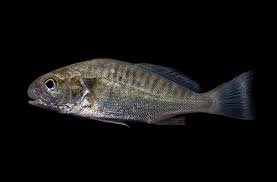 Image result for Leiostomus xanthurus