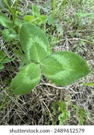 Attēlu rezultāti vaicājumam “Trifolium pratense leaf”