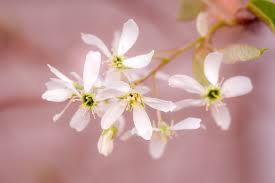 Attēlu rezultāti vaicājumam “Amelanchier spicata flower”