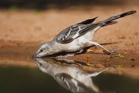 Image result for Mimus polyglottos