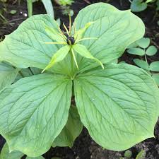 Attēlu rezultāti vaicājumam “Paris quadrifolia”