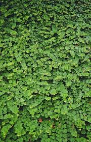 Attēlu rezultāti vaicājumam “Cribraria rubiginosa macro”