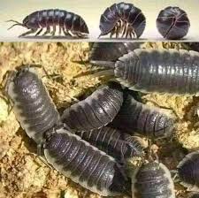 Attēlu rezultāti vaicājumam “Oniscoidea”