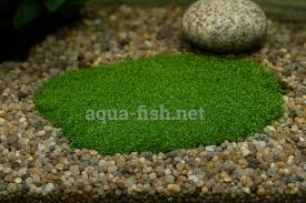 Attēlu rezultāti vaicājumam “Riccia”