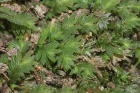 Attēlu rezultāti vaicājumam “Fissidens bryoides sporophyte”