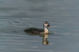 Attēlu rezultāti vaicājumam “Podiceps cristatus juvenile”