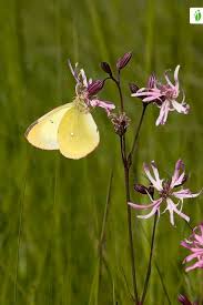 Attēlu rezultāti vaicājumam “Colias palaeno upperside”