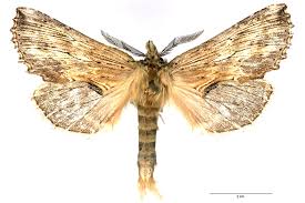 Attēlu rezultāti vaicājumam “Pterostoma palpina”