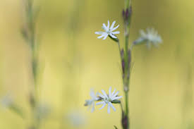 Attēlu rezultāti vaicājumam “Silene tatarica bud”