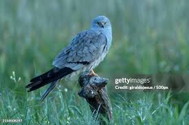 Attēlu rezultāti vaicājumam “Circus pygargus”