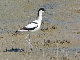 Attēlu rezultāti vaicājumam “Recurvirostra avosetta”