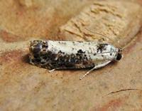 Attēlu rezultāti vaicājumam “Hedya salicella”