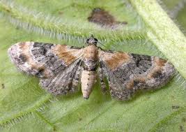 Attēlu rezultāti vaicājumam “Eupithecia linariata”