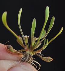 Attēlu rezultāti vaicājumam “Limosella aquatica flower”
