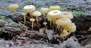 Attēlu rezultāti vaicājumam “Xeromphalina campanella”