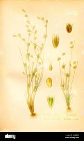 Attēlu rezultāti vaicājumam “Juncus capitatus fruit”