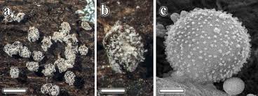 Attēlu rezultāti vaicājumam “Craterium leucocephalum”