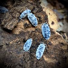 Attēlu rezultāti vaicājumam “Porcellio scaber”
