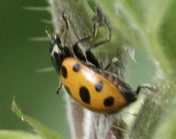 Attēlu rezultāti vaicājumam “Hippodamia tredecimpunctata”