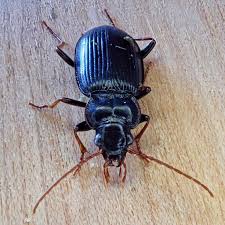 Attēlu rezultāti vaicājumam “Nebria brevicollis”