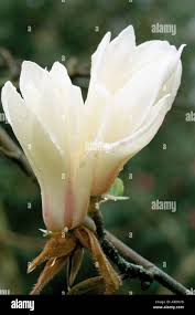 Attēlu rezultāti vaicājumam “Magnolia cylindrica flower”