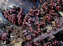 Attēlu rezultāti vaicājumam “Arcyria minuta stalked”