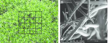 Attēlu rezultāti vaicājumam “Polytrichastrum formosum”