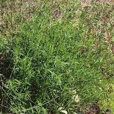 Attēlu rezultāti vaicājumam “Silene tatarica leaf”