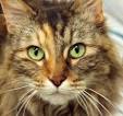 PAWS - Feral Cats