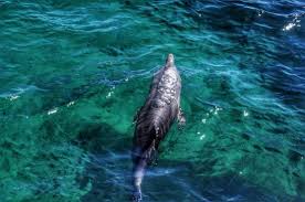 Image result for Belfairs Dolphins Snorkelling Club