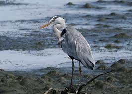 Attēlu rezultāti vaicājumam “Ardea cinerea adult”