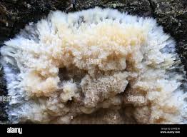 Attēlu rezultāti vaicājumam “Oxyporus”