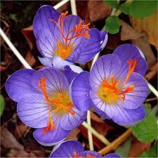 Attēlu rezultāti vaicājumam “Crocus speciosus flower”