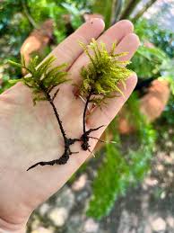 Attēlu rezultāti vaicājumam “Climacium dendroides”