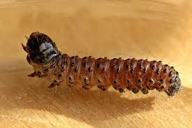 Attēlu rezultāti vaicājumam “Apamea monoglypha”