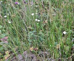 Attēlu rezultāti vaicājumam “Parnassia palustris bud”