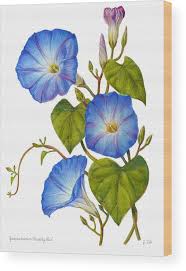 Image result for Ipomoea Heavenly Blue
