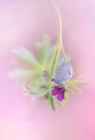 Attēlu rezultāti vaicājumam “Everes argiades”