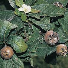 Attēlu rezultāti vaicājumam “Mespilus germanica fruit”