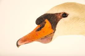 Attēlu rezultāti vaicājumam “Cygnus olor”