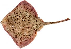 Image result for Raja montagui