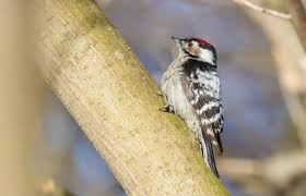 Attēlu rezultāti vaicājumam “Dendrocopos minor male”