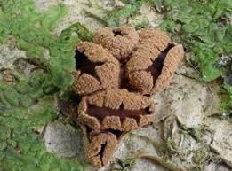 Attēlu rezultāti vaicājumam “Encoelia furfuracea”