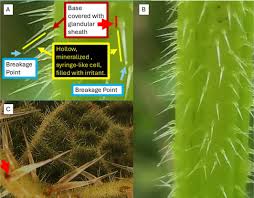 Attēlu rezultāti vaicājumam “Trichia ambigua stalked”