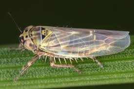 Attēlu rezultāti vaicājumam “Macrosteles nymph”