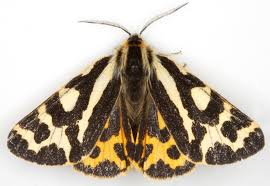 Attēlu rezultāti vaicājumam “Parasemia plantaginis”